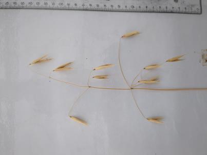 PANICLE